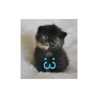 🐱 emoji 2пакмя Telegram sticker 16 of 31