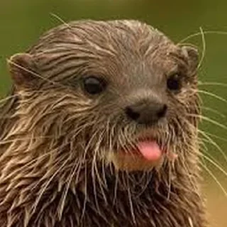 😛 emoji Cursed Otters Telegram sticker 22 of 34
