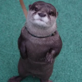 😶 emoji otters Telegram sticker 10 of 69