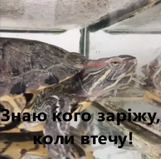 😡 emoji Воля чееніту Telegram sticker 14 of 40