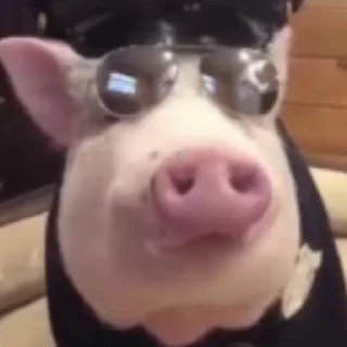 🐷 emoji МемПак @FishStriba Telegram sticker 14 of 50
