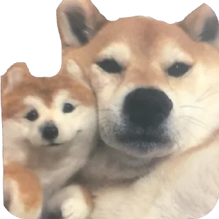 🫥 emoji Chajnicpac Telegram sticker 17 of 20