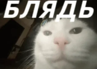 😾 emoji Коллекция Гандончиков Telegram sticker 7 of 14
