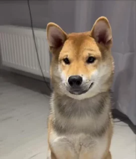 🌟 emoji Анимированный Оски Telegram sticker 18 of 41
