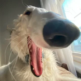 😄 emoji русская борзая Telegram sticker 12 of 20