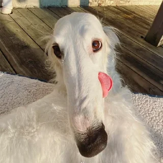😋 emoji русская борзая Telegram sticker 8 of 20