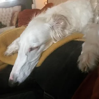 💤 emoji русская борзая Telegram sticker 7 of 20
