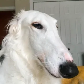 😏 emoji русская борзая Telegram sticker 11 of 20