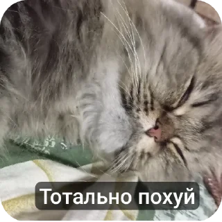 🐱 emoji Придумайте сами Telegram sticker 20 of 30