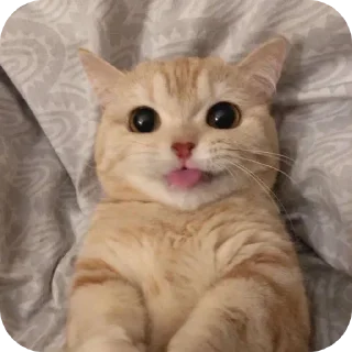 Sticker from silly cat pic collection