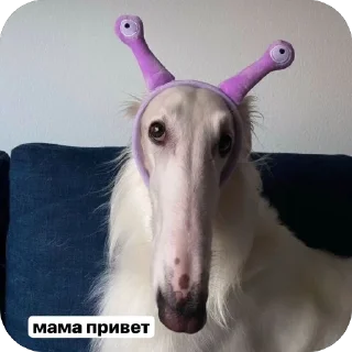 🫥 emoji русская борзая🦮║by @soharia Telegram sticker 8 of 58