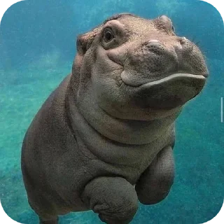 🌊 emoji Hippo Telegram sticker 1 of 116