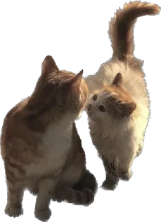 🤍 emoji 𝙬𝙞𝙠𝙘𝙮𝙮🐈𝙥𝙖𝙘𝙠 Telegram sticker 2 of 34