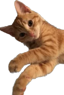 🐈 emoji 𝙬𝙞𝙠𝙘𝙮𝙮🐈𝙥𝙖𝙘𝙠 Telegram sticker 5 of 34