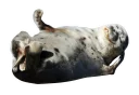 Sticker from ТюЛень