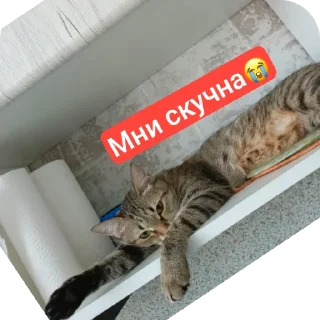 🐱 emoji Я и тг❣️😍 Telegram sticker 8 of 15