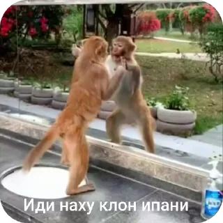 🌟 emoji Monkey by от@Brad_Blog Telegram sticker 18 of 100