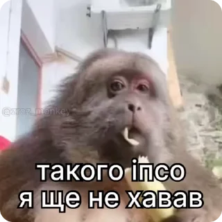 🌟 emoji 🇺🇦🦍GorillaMakaka by @mackerelsticker Telegram sticker 21 of 72