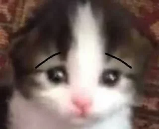 🌟 emoji Eyebrowscats Telegram sticker 12 of 24