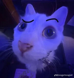 🌟 emoji Eyebrowscats Telegram sticker 2 of 24