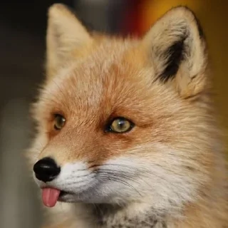 🌟 emoji The Fox @AttackOfTendern3ss Telegram sticker 20 of 108