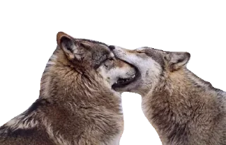 😛 emoji @TVstickers Wolf Telegram sticker 7 of 16