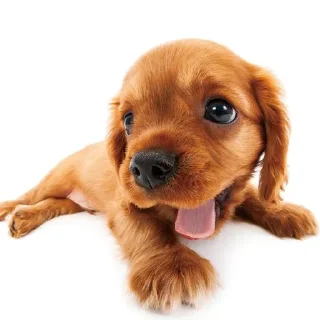 👀 emoji кьют тварини Telegram sticker 15 of 66
