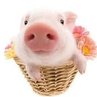 🐷 emoji кьют тварини Telegram sticker 19 of 66