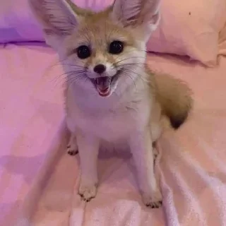 😃 emoji Fox°• Telegram sticker 12 of 46