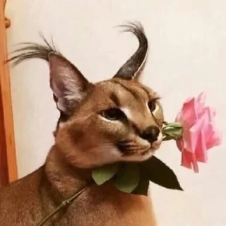 🌹 emoji Ебло Telegram sticker 14 of 108