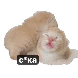 Sticker from стикері фейм