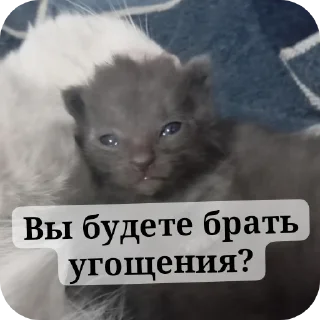 🐱 emoji НВП(на важные переговоры) Telegram sticker 13 of 85