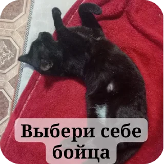 Sticker from НВП(на важные переговоры)