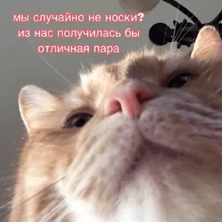 ❤️ emoji коты Telegram sticker 6 of 24