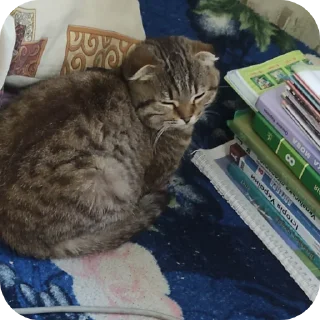 📔 emoji Вася Telegram sticker 9 of 33