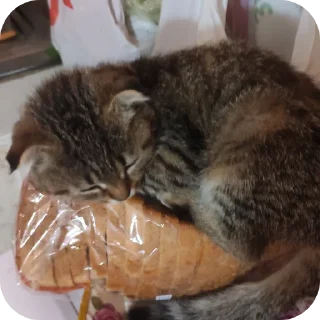 🍞 emoji Вася Telegram sticker 11 of 33