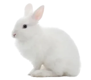 🐰 emoji swee | ➩ tg: @wexsavi ♡ Telegram sticker 11 of 49