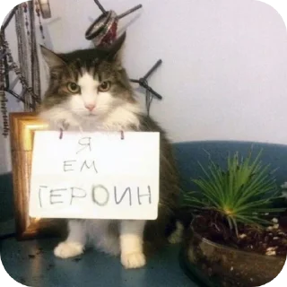 🐱 emoji Мои крч Telegram sticker 17 of 36