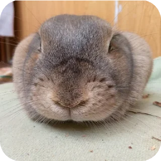 🐰 emoji Кроля Telegram sticker 7 of 18