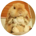 🤗 emoji Хитрый кролик Telegram sticker 6 of 74