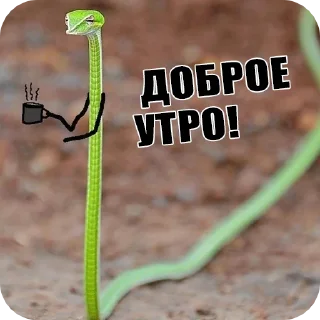 Sticker from Snake