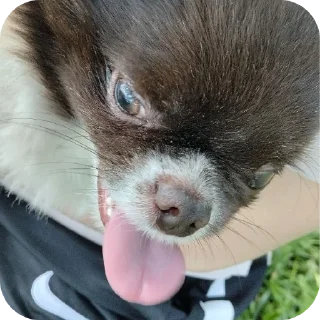 😜 emoji Филяшка😍 Telegram sticker 11 of 27