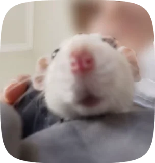 😛 emoji Дуня Telegram sticker 21 of 52