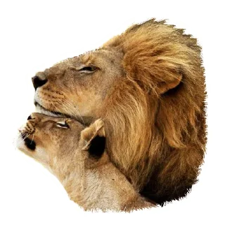 👩‍❤️‍👨 emoji Lion life Telegram sticker 10 of 27