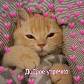 😄 emoji Котики<3 Telegram sticker 24 of 41