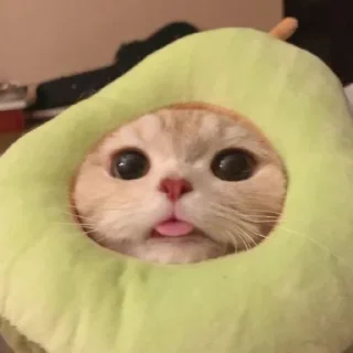 😋 emoji cats Telegram sticker 10 of 46