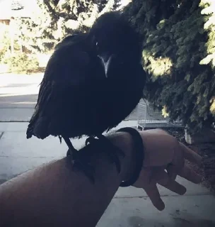 🌟 emoji The Crow Telegram sticker 10 of 74