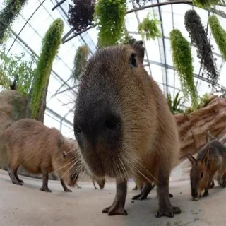 🤨 emoji capibara Telegram sticker 18 of 58