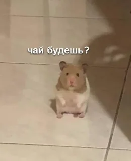 Sticker from Животные/тру няшки
