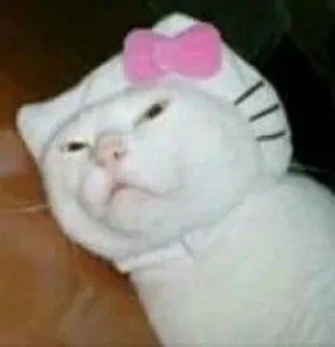 🤨 emoji my kitty✨ Telegram sticker 13 of 41